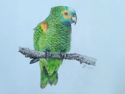 Illustration of Loro chaqueño by Joaquin Perosino